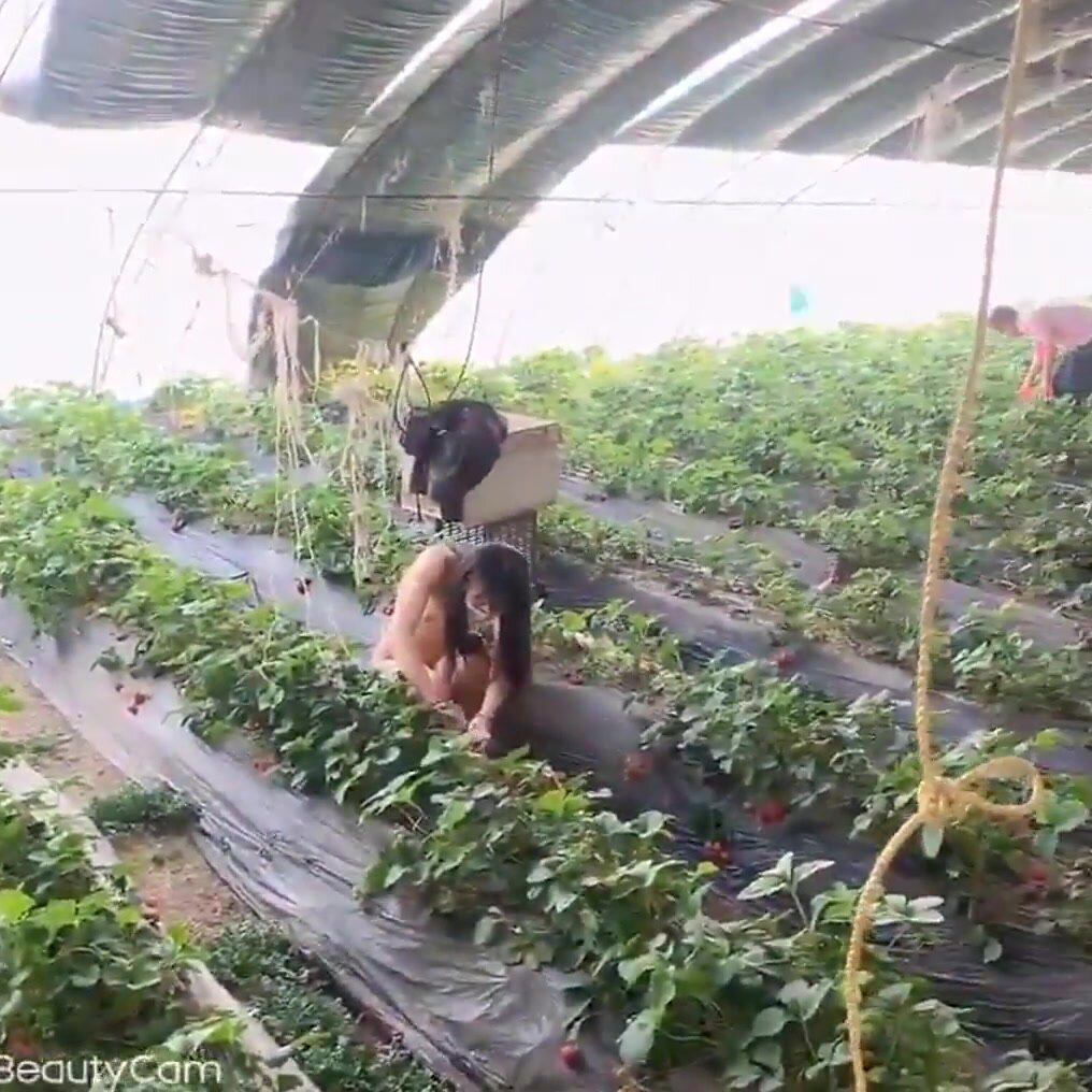 調教母狗露出採草莓